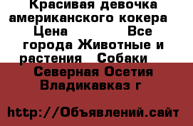 Красивая девочка американского кокера › Цена ­ 35 000 - Все города Животные и растения » Собаки   . Северная Осетия,Владикавказ г.